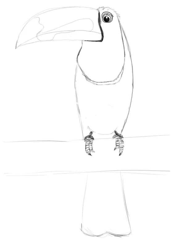 Toucan study — front pose