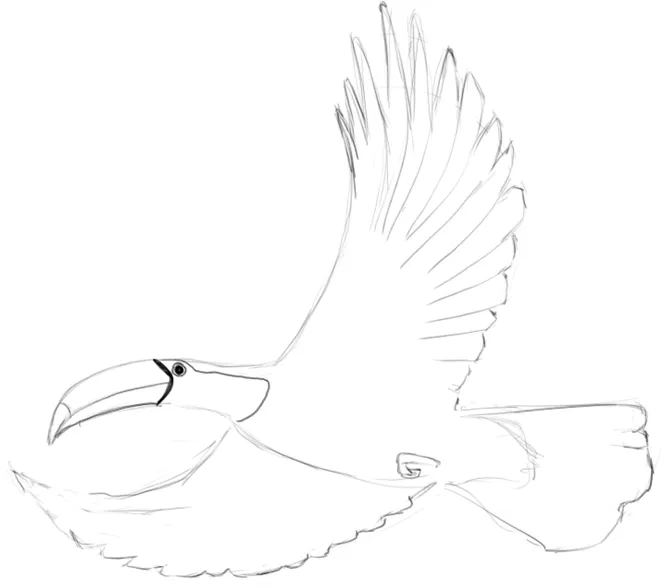 Toucan study — perched