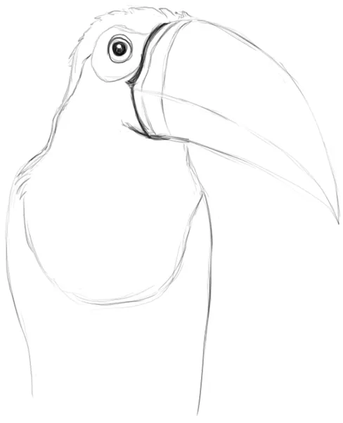 Toucan study — profile