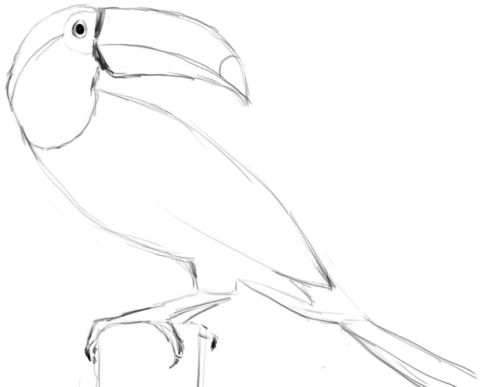 Toucan study — head turn
