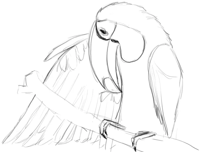Toucan study — wings